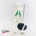 85CM human bone green sternum model yoga medical teaching