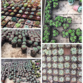 7cm Gardening Plastic Black Color Flower Pots Planters Creative Small Square For Succulent Plants Vegetable