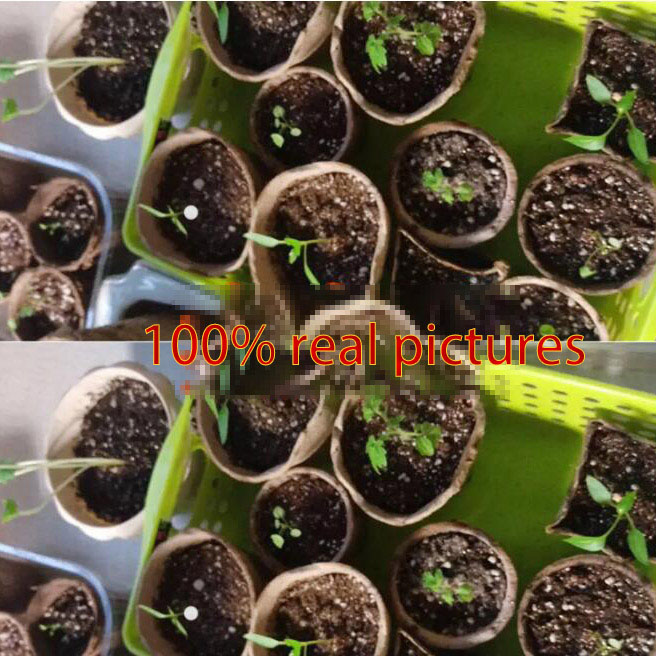 50pcs Paper Pot Plant Starters Nursery Cup Kit Organic Biodegradable Eco-Friendly Home Cultivation Garden Tools