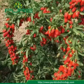 New crop goji berries price 100% natural goji