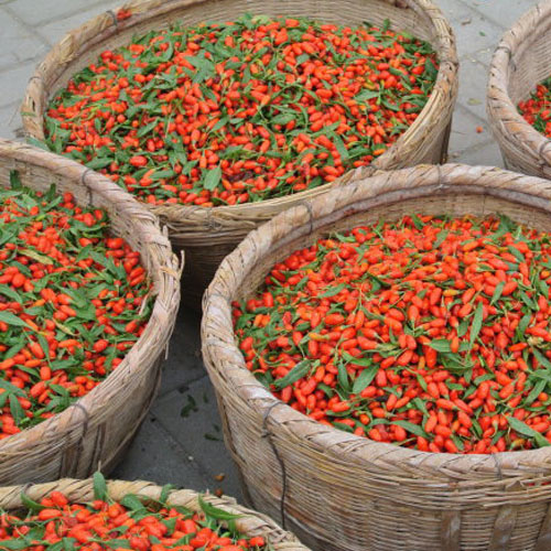 organic goji berries dried organic goji berries dried