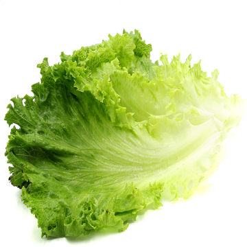 Tender Loose Leaf Lettuce for Food Service