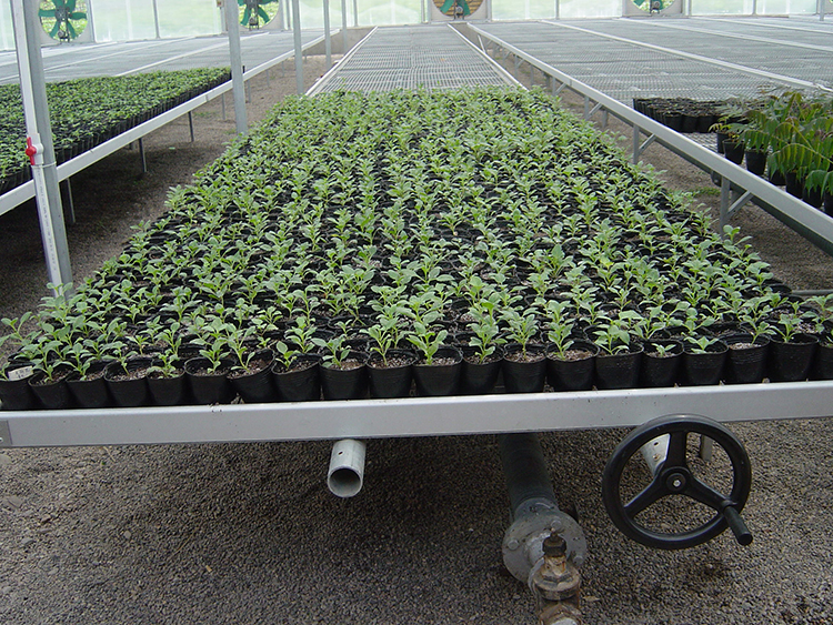 Movable Seed Bed Bench For Seedling Space-Saving