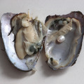 mussel one pearl