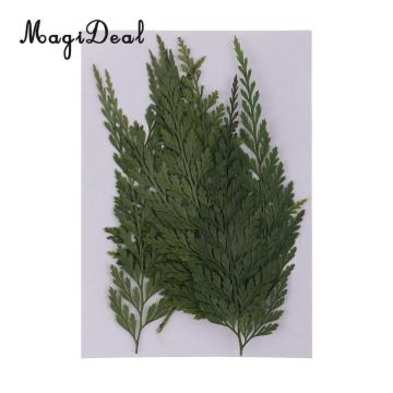 12pcs Real Pressed Fern Leaves Natural Dried Flowers for Art Craft Scrapbooking Card Making Resin Jewelry Craft DIY