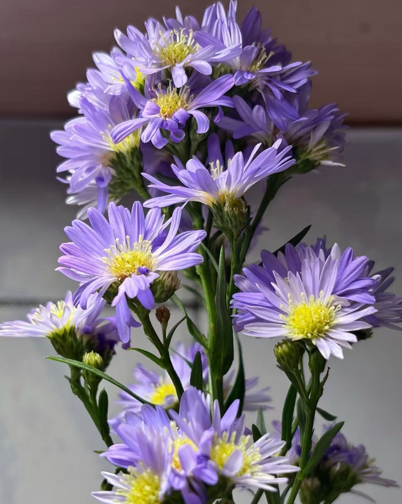 Multi-branched Aster chrysanthemum