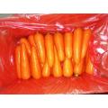 Fresh Long carrot carton packing