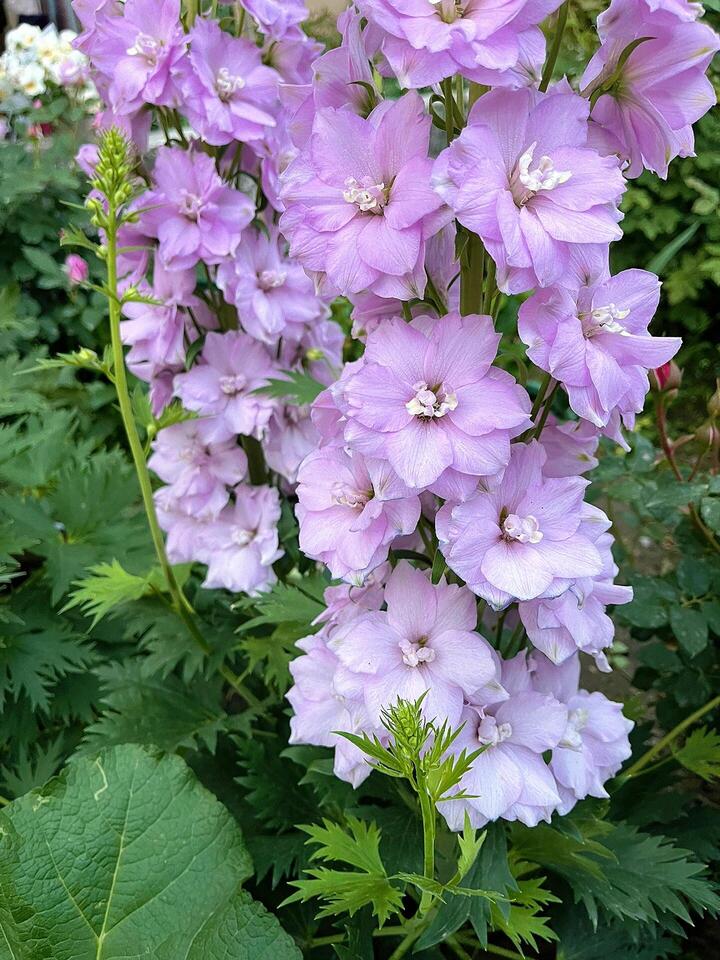 Pink Delphinium