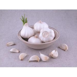 High-quality white garlic in bags