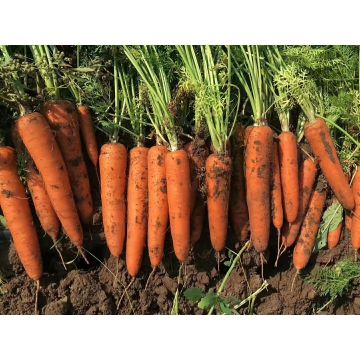 Farm Fresh Harvest Orange Red Carrot