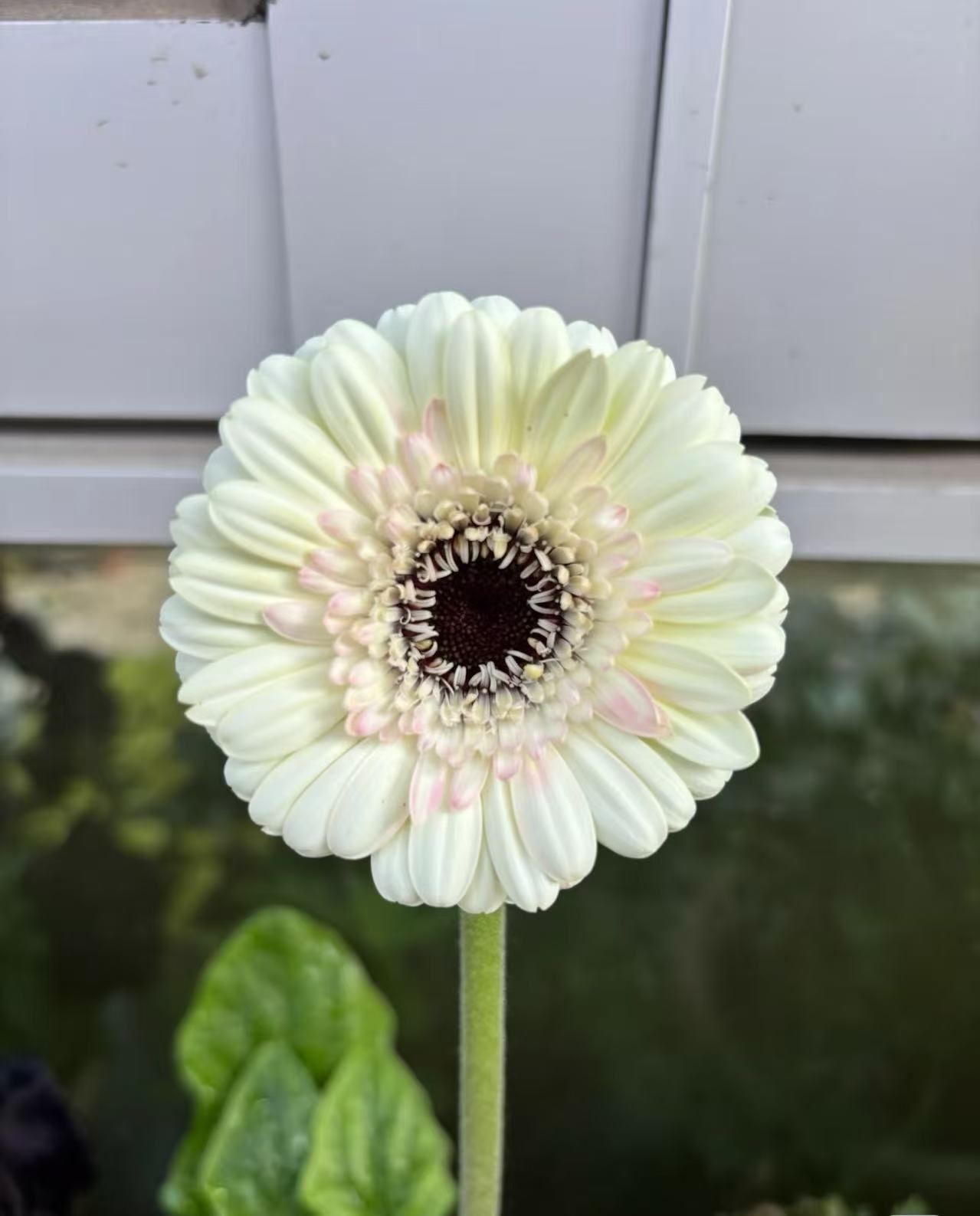 Standard white chrysanthemum Yujing Gerbera