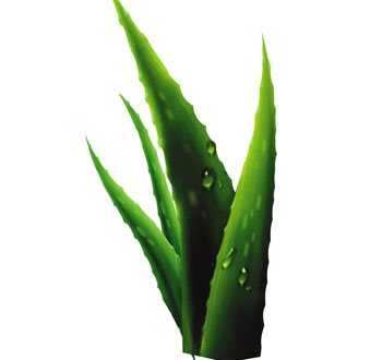 50ml Aloe Hydrosol Essential Oils Hydrolat Hydrating Repair Skin Anti Ageing Body