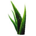 50ml Aloe Hydrosol Essential Oils Hydrolat Hydrating Repair Skin Anti Ageing Body