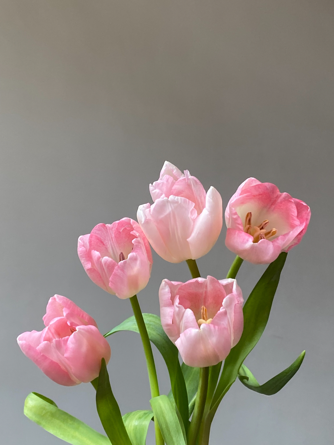 Fresh cut First Class Tulip