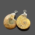 Natural Crystal Fossil Shell Snail Pendant Necklace Energy Stone Healing Divination Necklaces for Home Decoration Gift Collectio