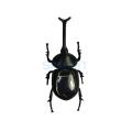 Solar Powered Insect Popular Solar Beetle Novelty Animal Model Kids Play & Learn Educational Solar Toys for Children Gift