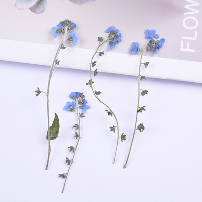 100pcs,Natural Pressed forget-me-not flowers with Stem,Real Dried Flower for DIY Wedding invitation Craft Bookmark Gift Cards