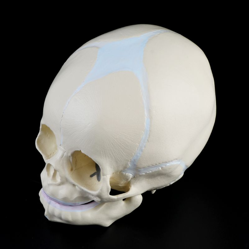 1: 1 Human Fetal Baby Infant Skull Anatomical Skeleton Model Teaching Supplies for medical Science X3UE