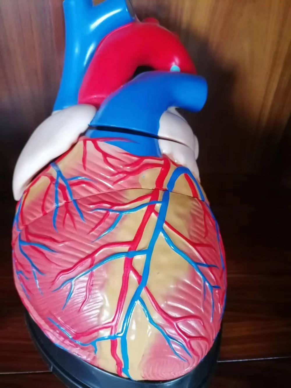 Life-Size Human Heart Anatomy Model