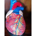 Life-Size Human Heart Anatomy Model