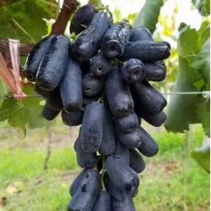 Crisp Crunchy Long Black Grapes