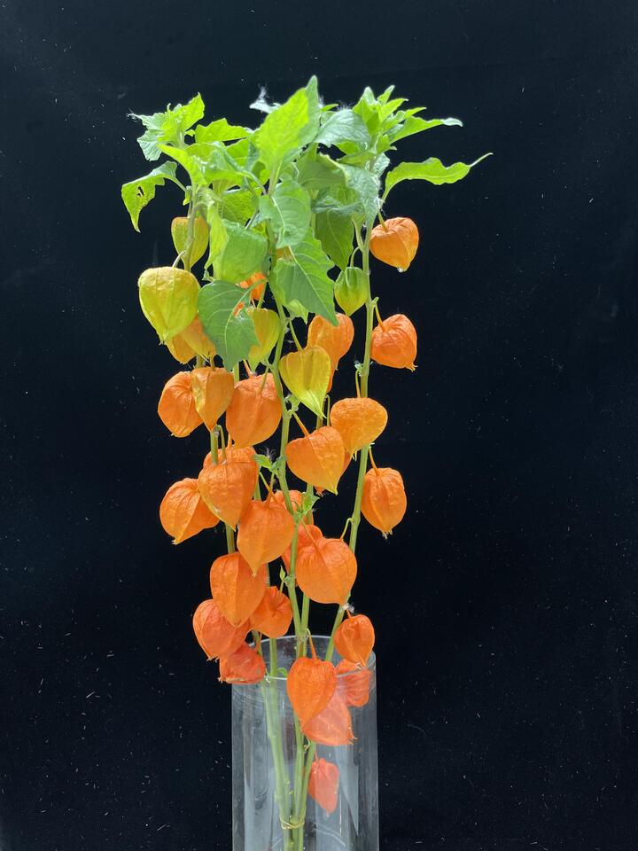 Physalis alkekengi