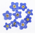 White Color Do Not Forget Me Flower Small Dried Flowers For DIY Bookmark Press Painting free shipment 200pcs