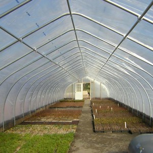 Gothic Arch Plastic Tunnel Greenhouse