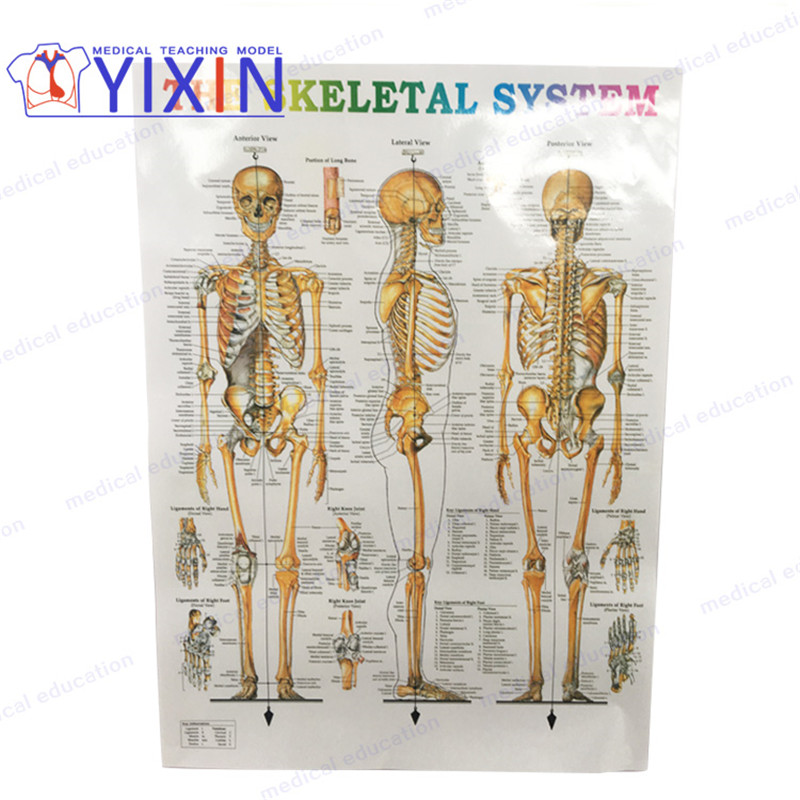 The Poster of Human Anatomy Skeleton Model for Doctor-Patient Communication Medical Students Learning Nurse Training