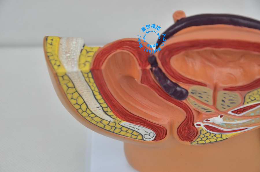 Free shipping&Male pelvic cavity model, male pelvic testis prostate model,for Male hospital