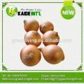 New crop Fresh Sweet Onion