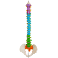 https://www.bossgoo.com/product-detail/color-natural-pelvis-model-of-large-63172126.html