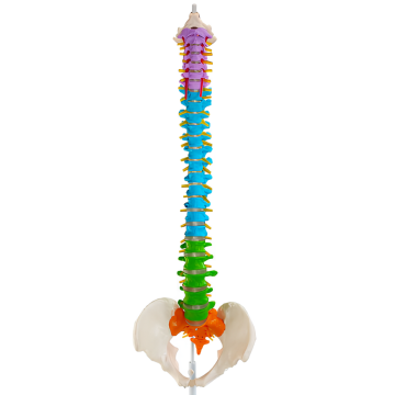 Color natural pelvis model of large spinal girdle