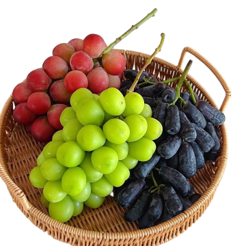 Fresh Shine Muscat forFresh Fruit Markets