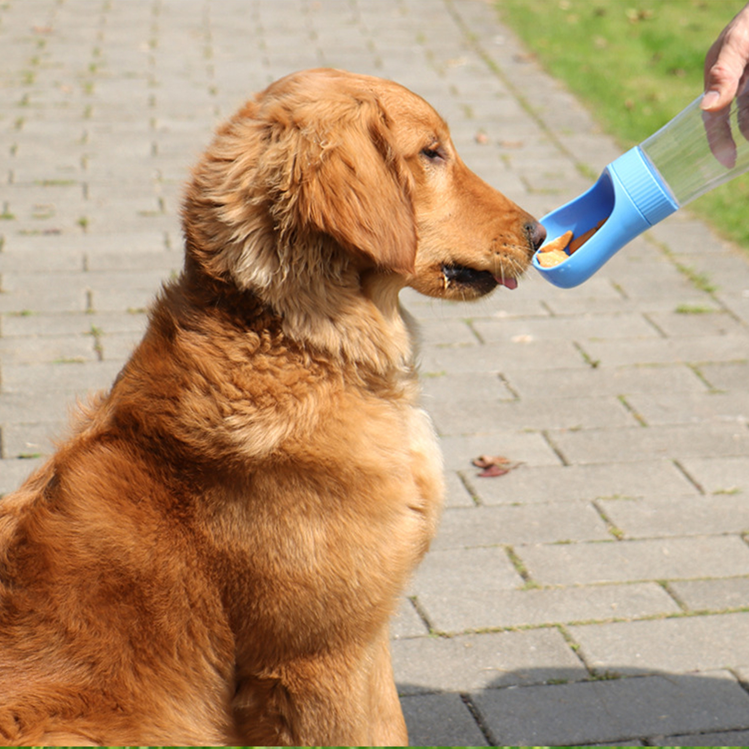Dog Water Bottle with Food Container