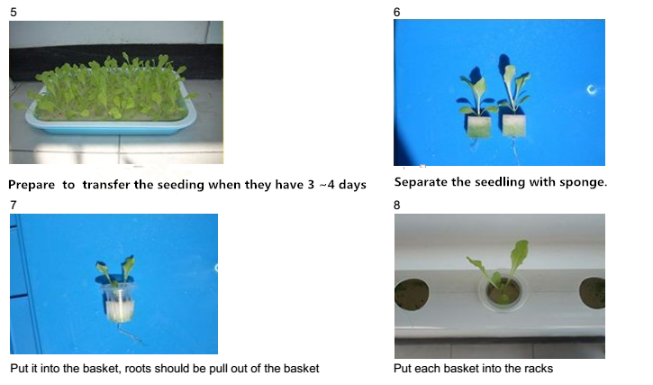 hydroponics