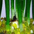 100pcs Crystal Soil Hydrogel Gel Polymer Water Beads Flower/Wedding/Decoration Maison Growing Water Balls Big Home Decor