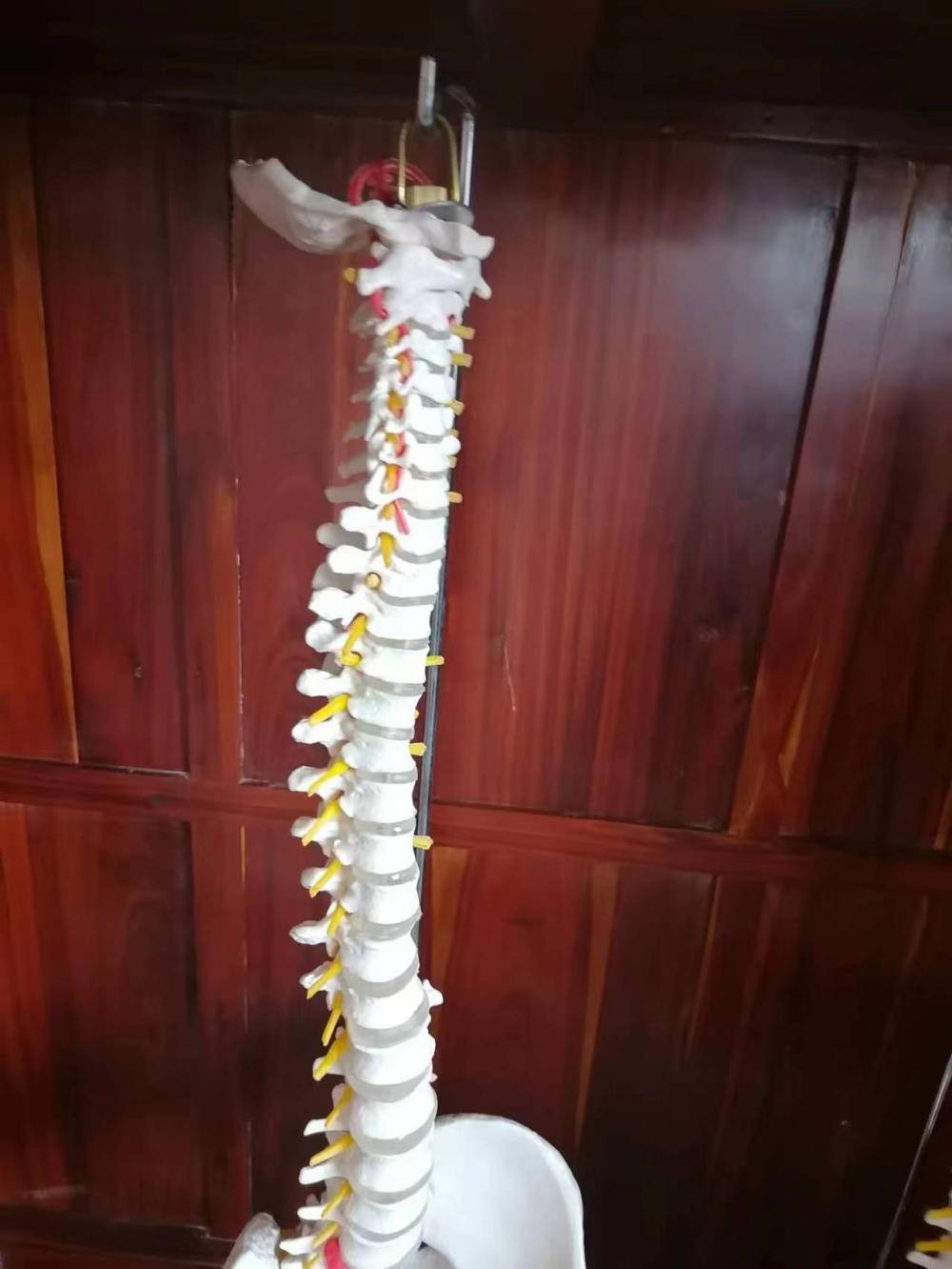 Vertebral Column with Pelvis