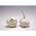 Natural Fresh Vegetables of Normal White Garlic