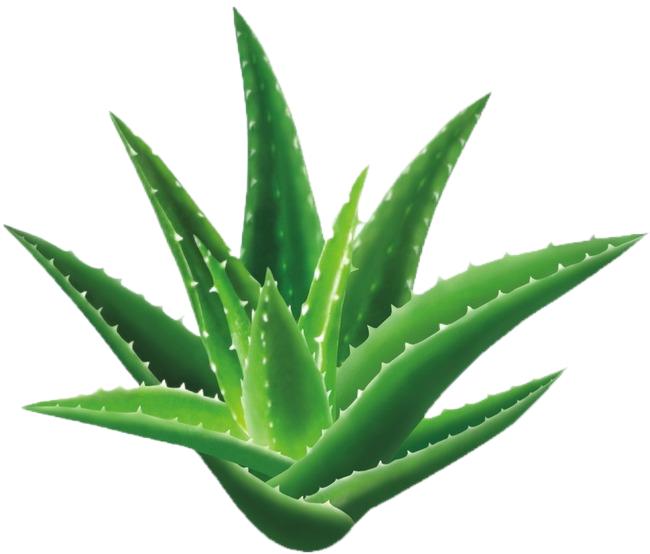 Aloe