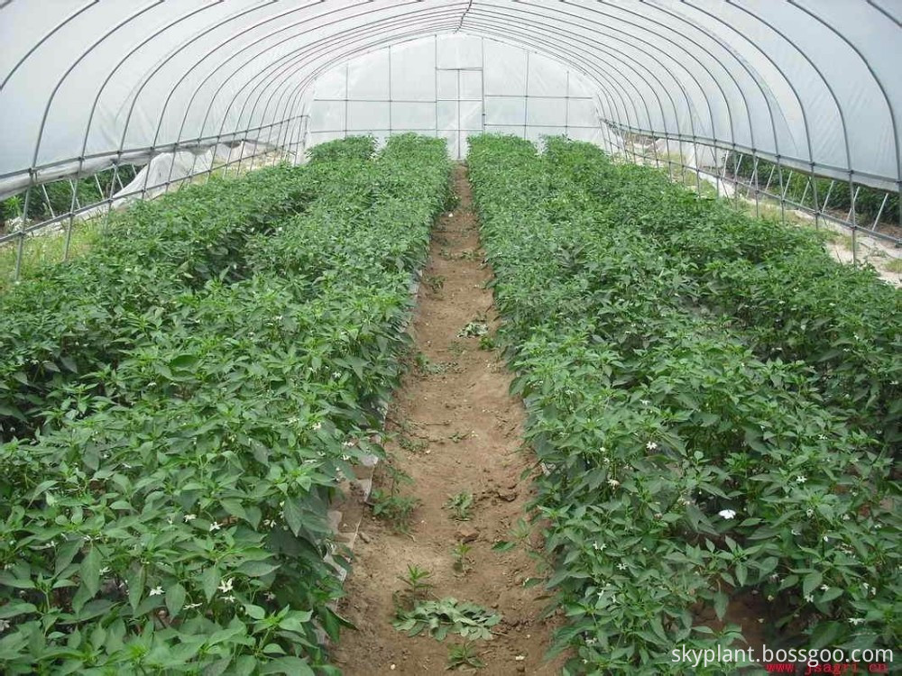 commercial greenhouse