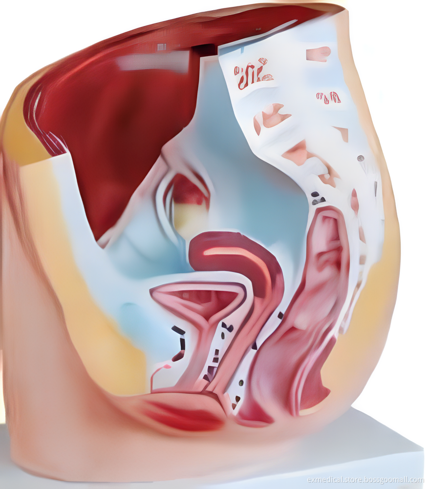 Female Pelvis Section Model