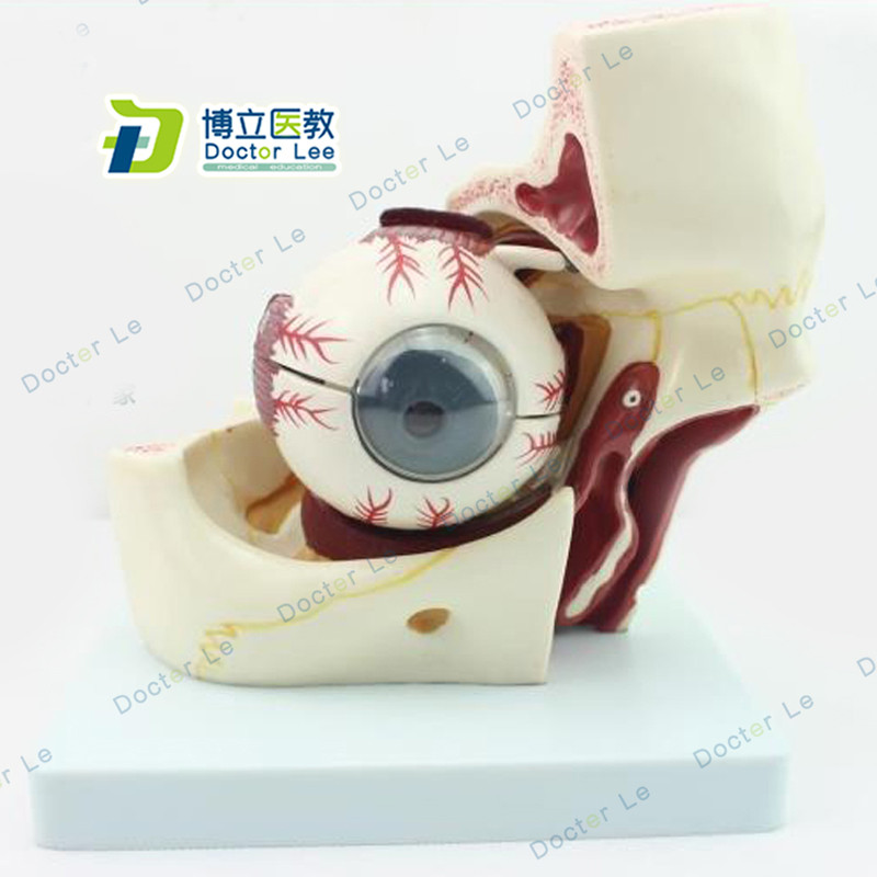 Plastic Educational Toy 3 Times Enlarged Human Eye Ball Anatomy Model with Orbital Cavity for Ophthalmology Teaching Tools