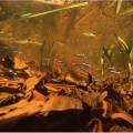 50pcs Grade A Natural Terminalia Catappa Foetida Leaves Island Almond Leaf Crystal Shrimp Improve Water Quality