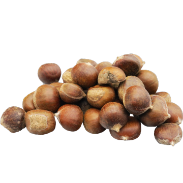 Fresh Chestnuts Seasonal Nuts for Retail Bulk