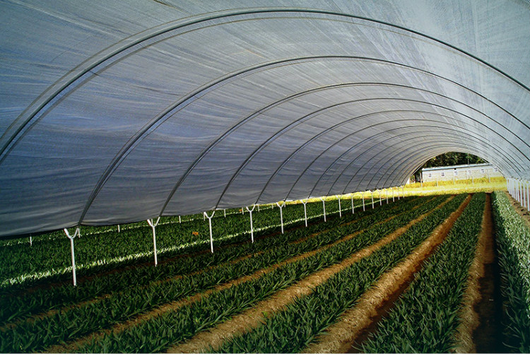 Complete Plastic film Greenhouse