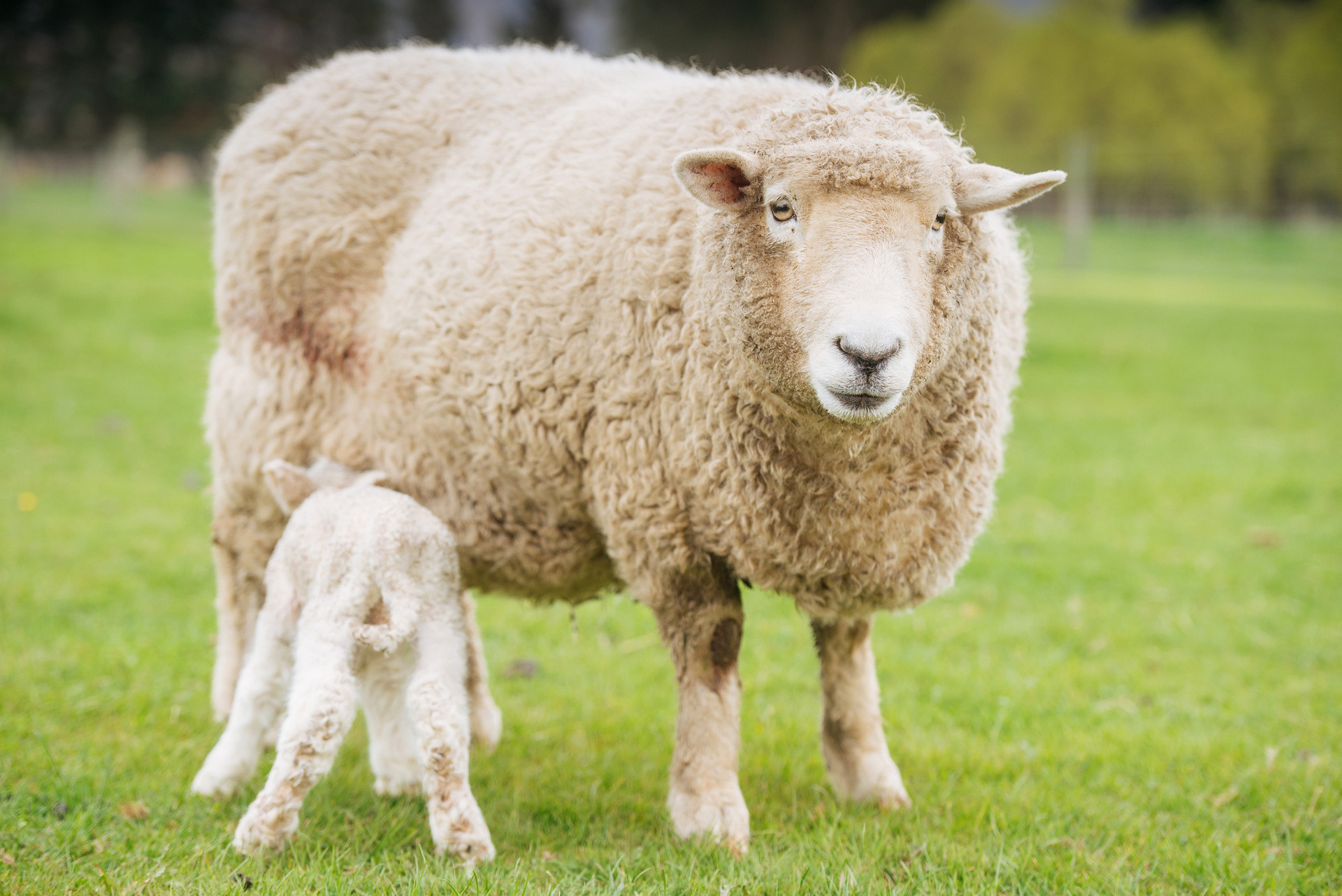 Sheep