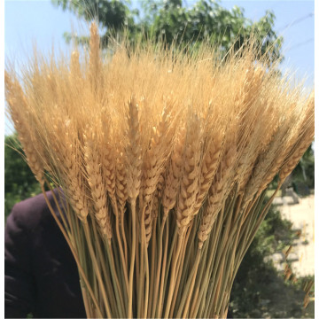 50pcs Natural Wheat Dried Flower Pastoral Style Plant Primary Color Wheat Modern Home Decor Wedding Decor Flower Arrangement