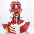 Human Anatomica Muscles Of Head And Neck Anatomy Medical Model Facial Plastic