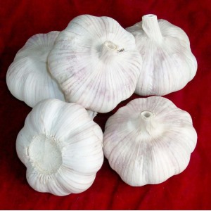 High Quality Fresh Garlic